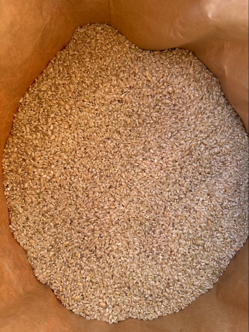 限定　玄米　もみ混じり　玄米　30kg 米　ご飯