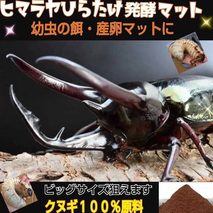 カブトムシ幼虫が大きく育ちます！ヒマラヤひらたけ発酵マット【8袋】栄養添加剤入り