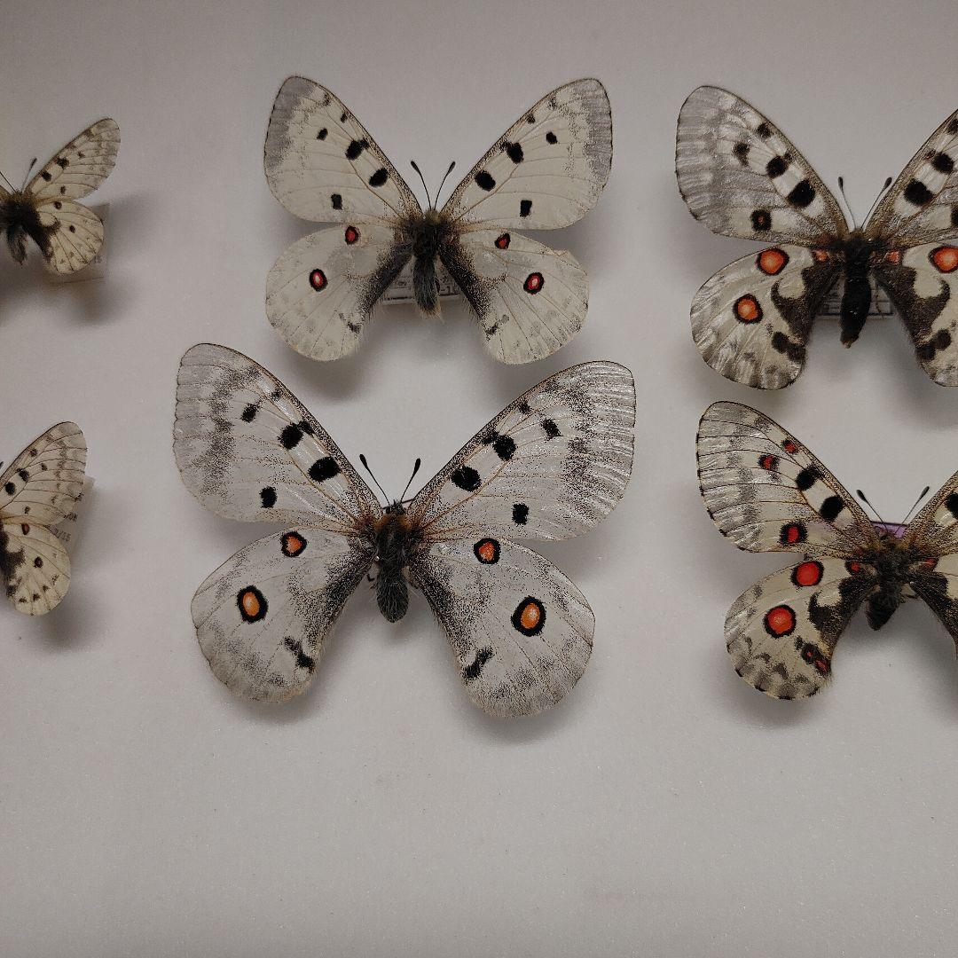 パルナシウス「3種」