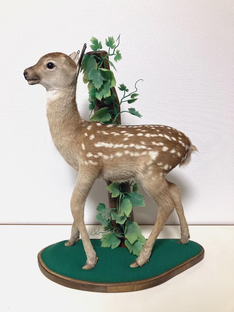 小鹿の剥製：種の保存法に該当しない動物