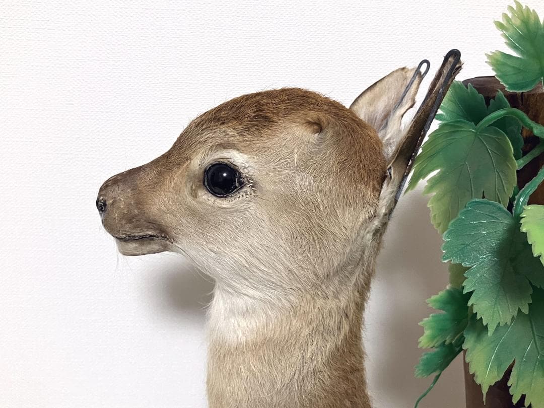 小鹿の剥製：種の保存法に該当しない動物