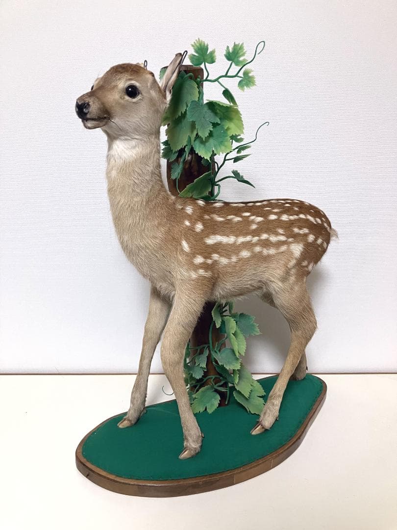 小鹿の剥製：種の保存法に該当しない動物