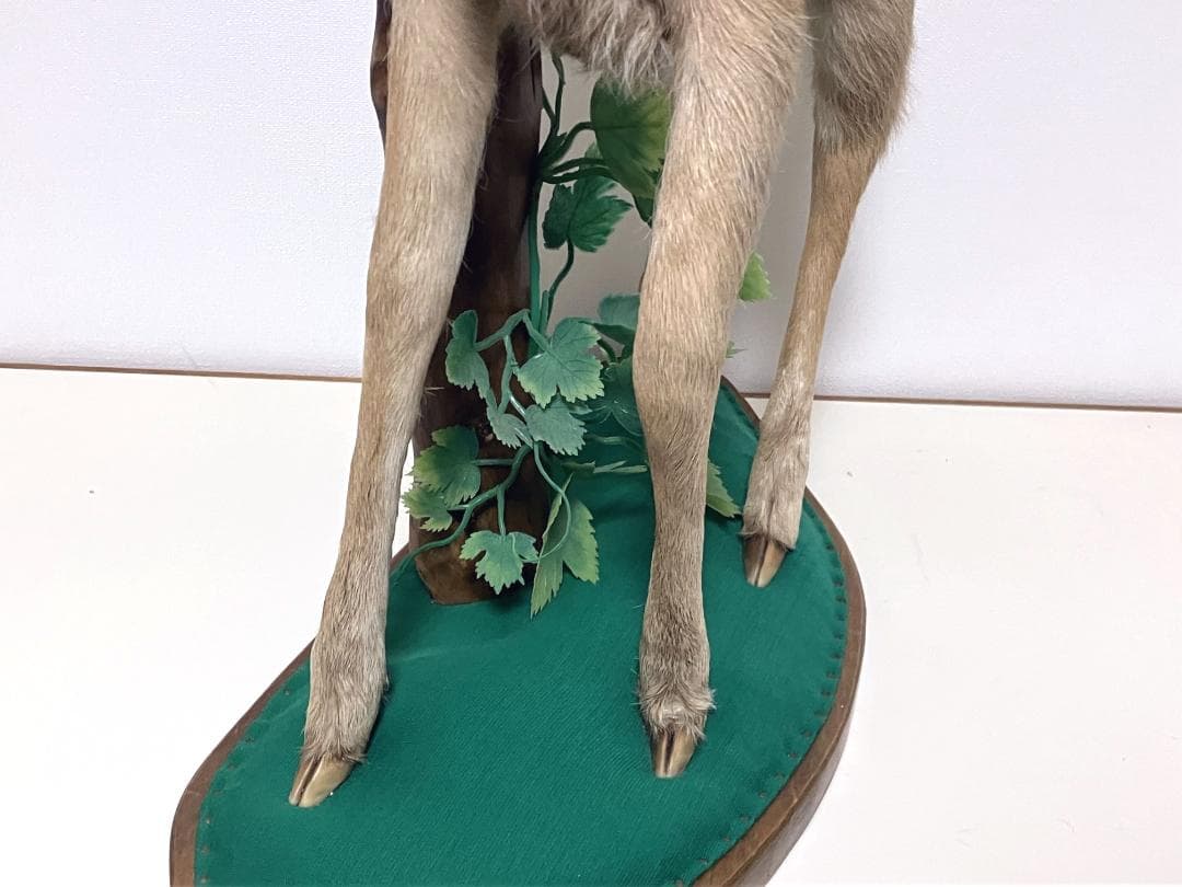 小鹿の剥製：種の保存法に該当しない動物