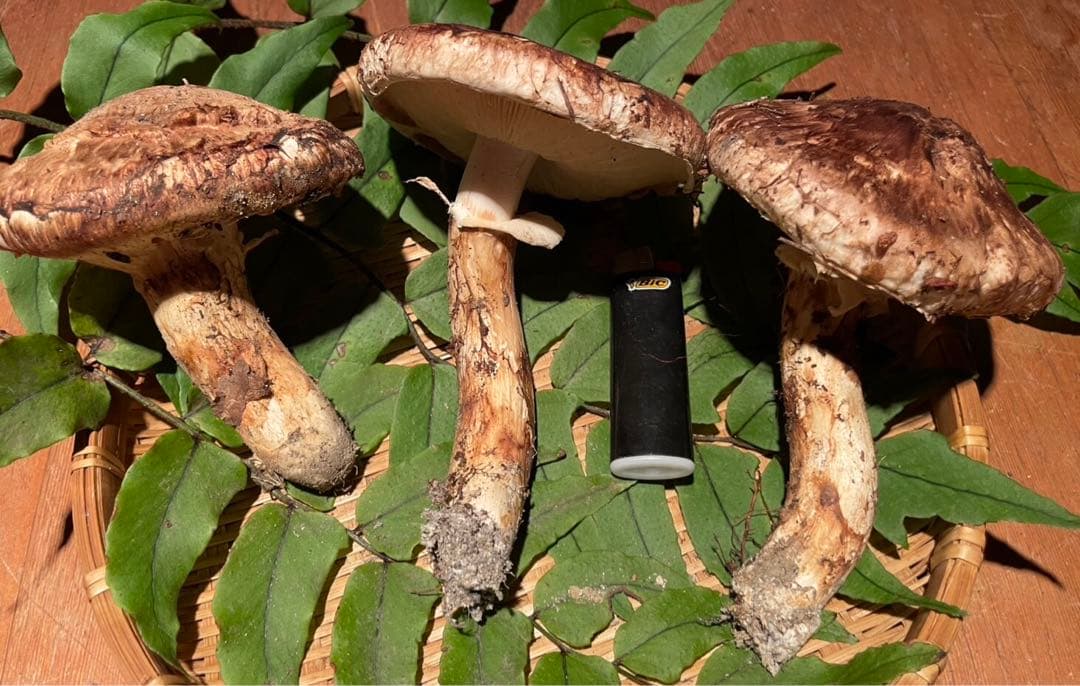 南信州産松茸　10/13夕方採り211g