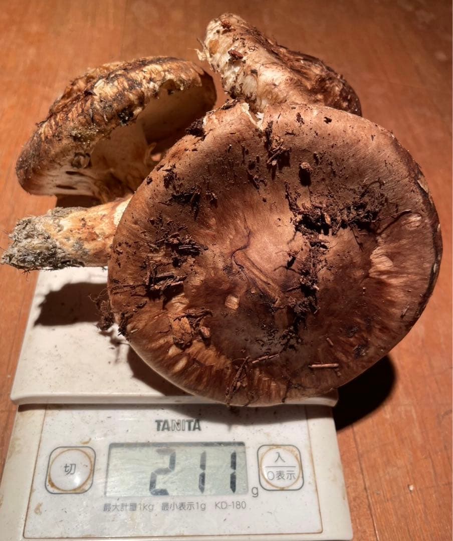 南信州産松茸　10/13夕方採り211g