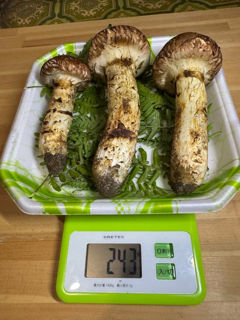 岩手県産　本日採れたて！　松茸　マツタケ　まつたけ　国産