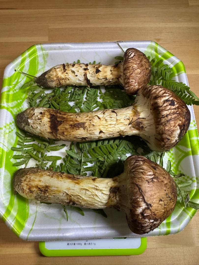 岩手県産　本日採れたて！　松茸　マツタケ　まつたけ　国産