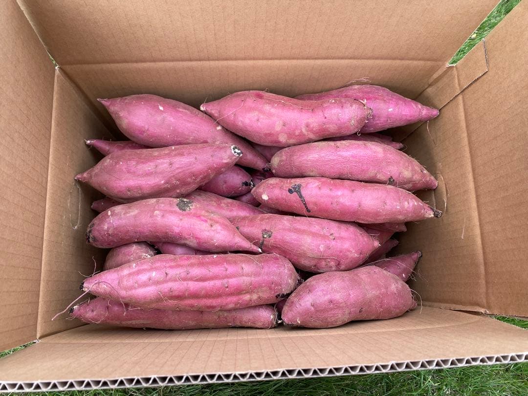 茨城県産紅はるか40キロ　ひがのん品