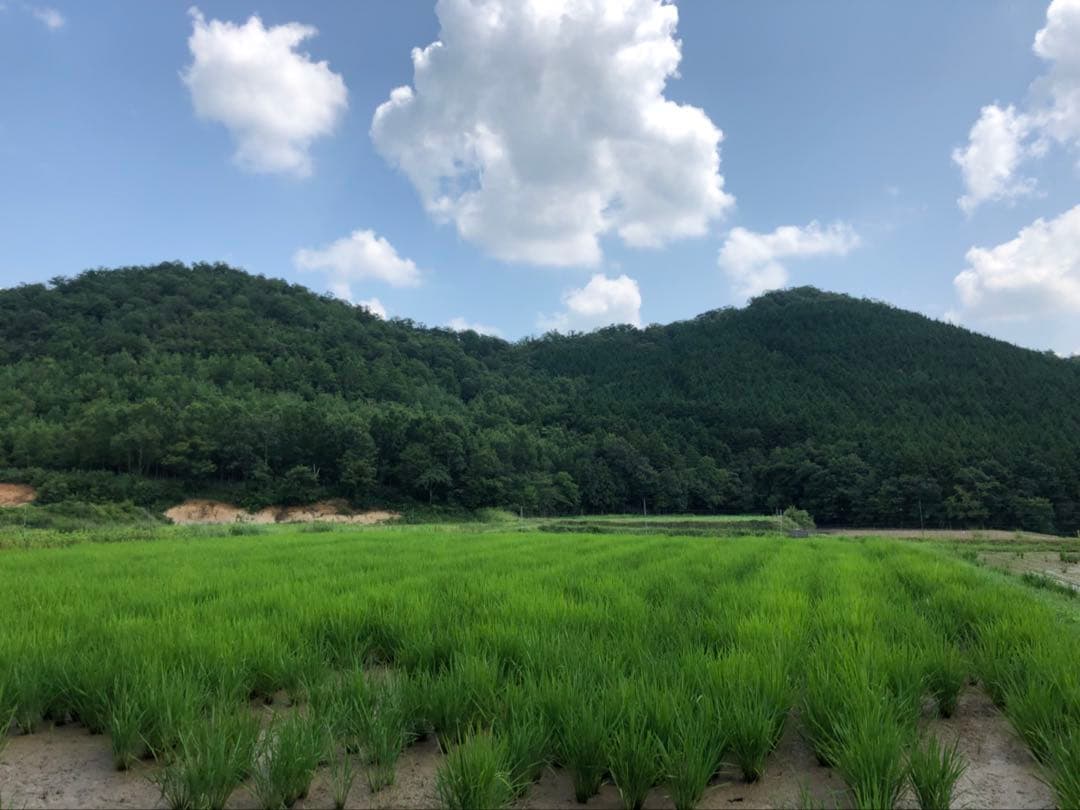 Natural farming 自然栽培玄米 長岡式酵素玄米 自然療法 伊藤悦男