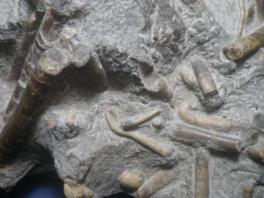 国産化石 北海道小平 ２５１０１２－7