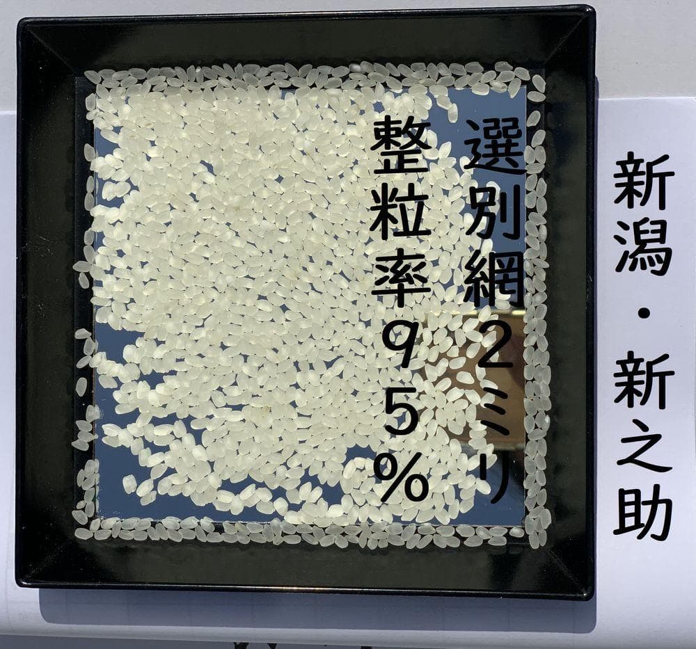 大粒な令和７年産 新潟 新之助 白米5kg × ２個 ★農家直送★色彩選別済