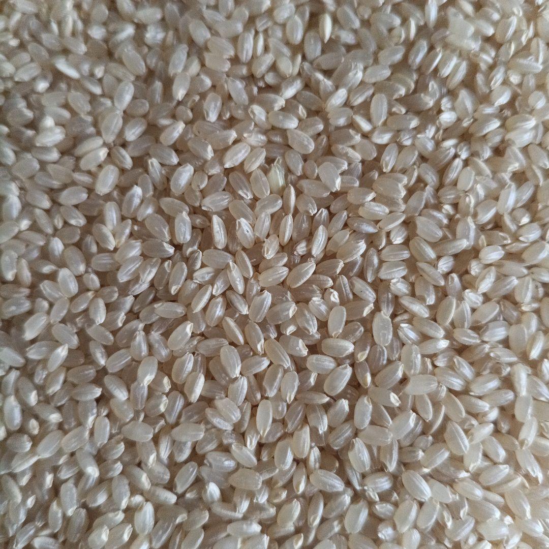 玄米　きぬむすめ　令和7年度産　静岡県　20kg