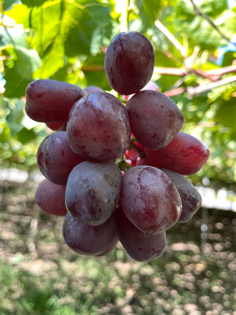 #2 山梨県産　富士の輝き　2kg