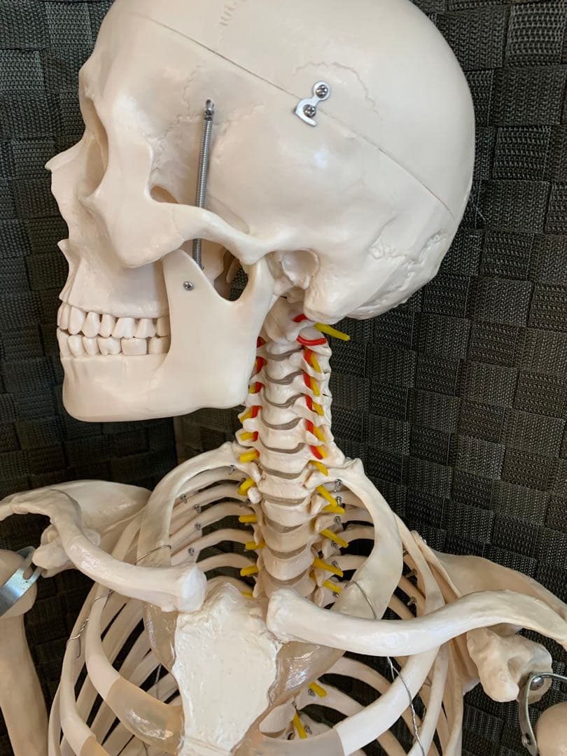 人体模型 約160cm