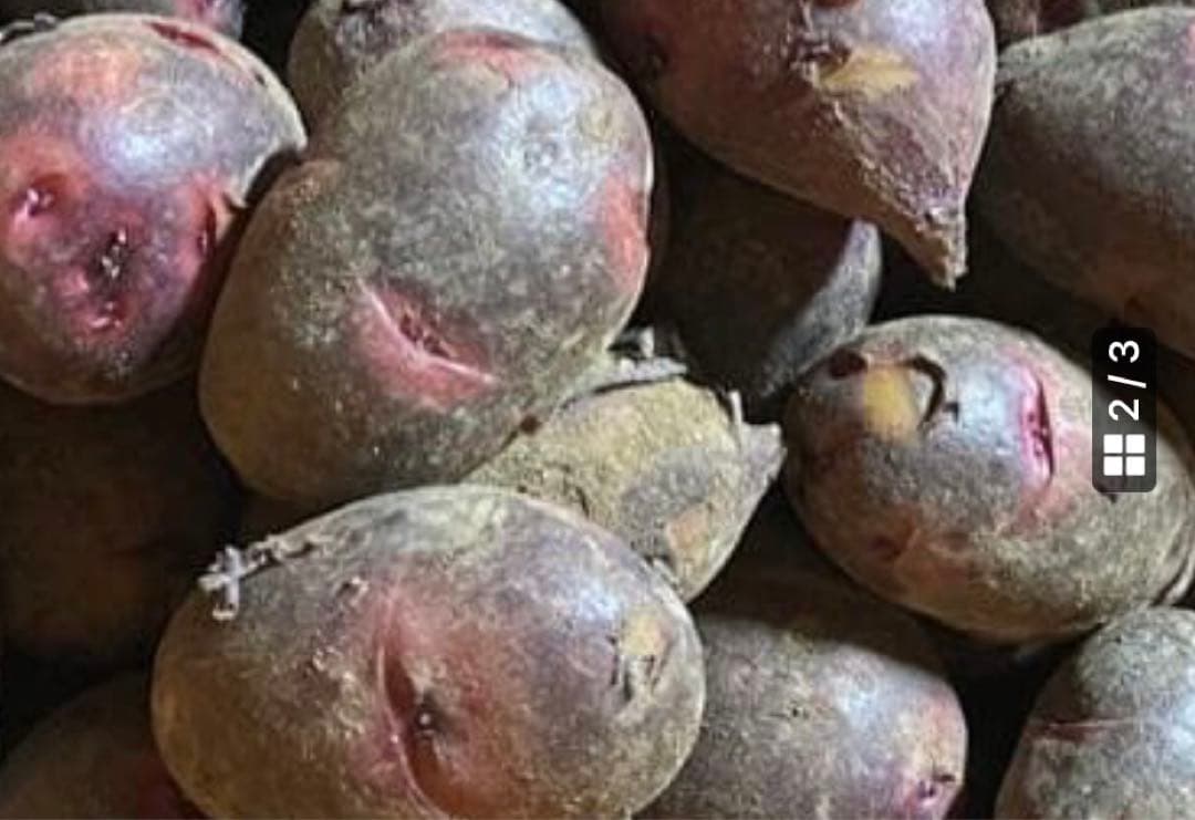 デストロイヤ馬鈴薯 10kg2箱1括り