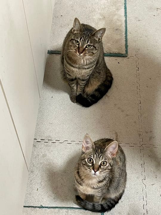 我が家のにゃんこ(*^^*)