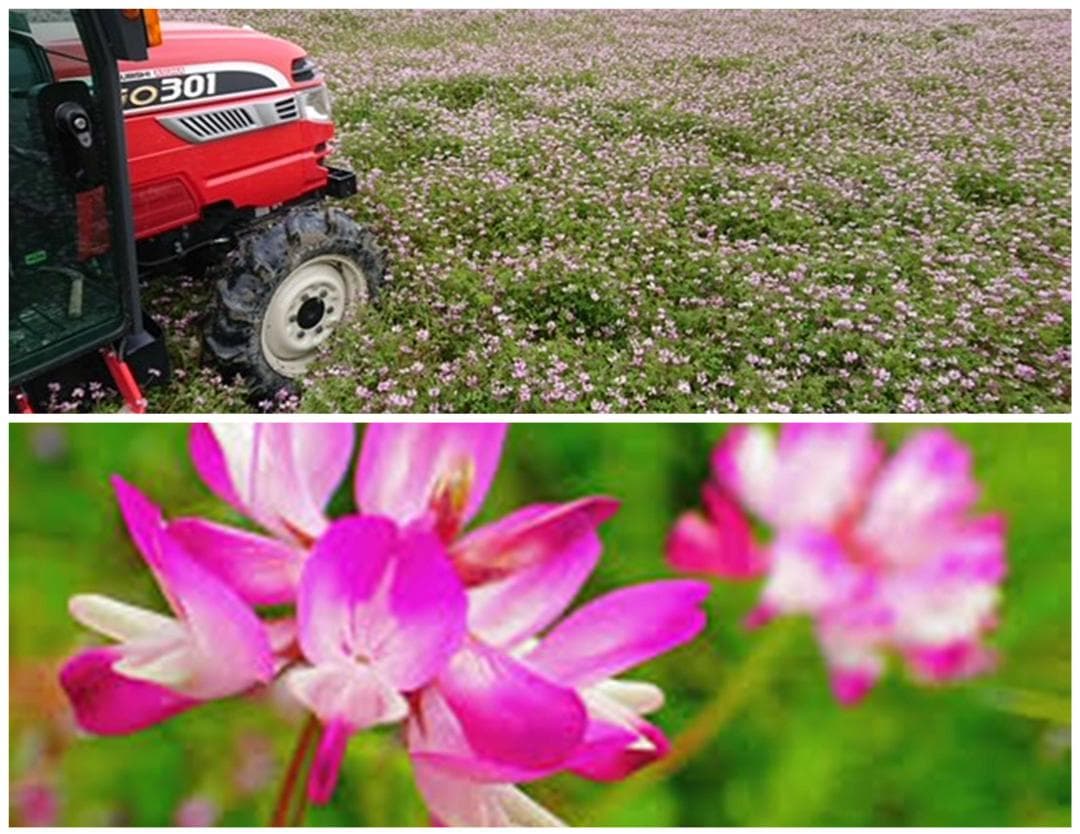 新米　兵庫播州れんげ米　きぬむすめ　７年産　精米　極1等米３0Kg　農直送料無料