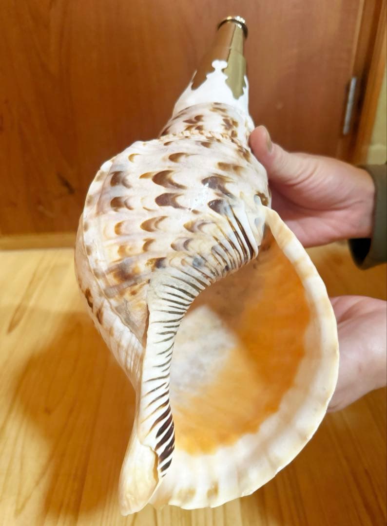 クリスマスセール❗️修験道法螺貝34㎝　山伏　熊よけ　魔除け❣️ホラガイ　ほら貝