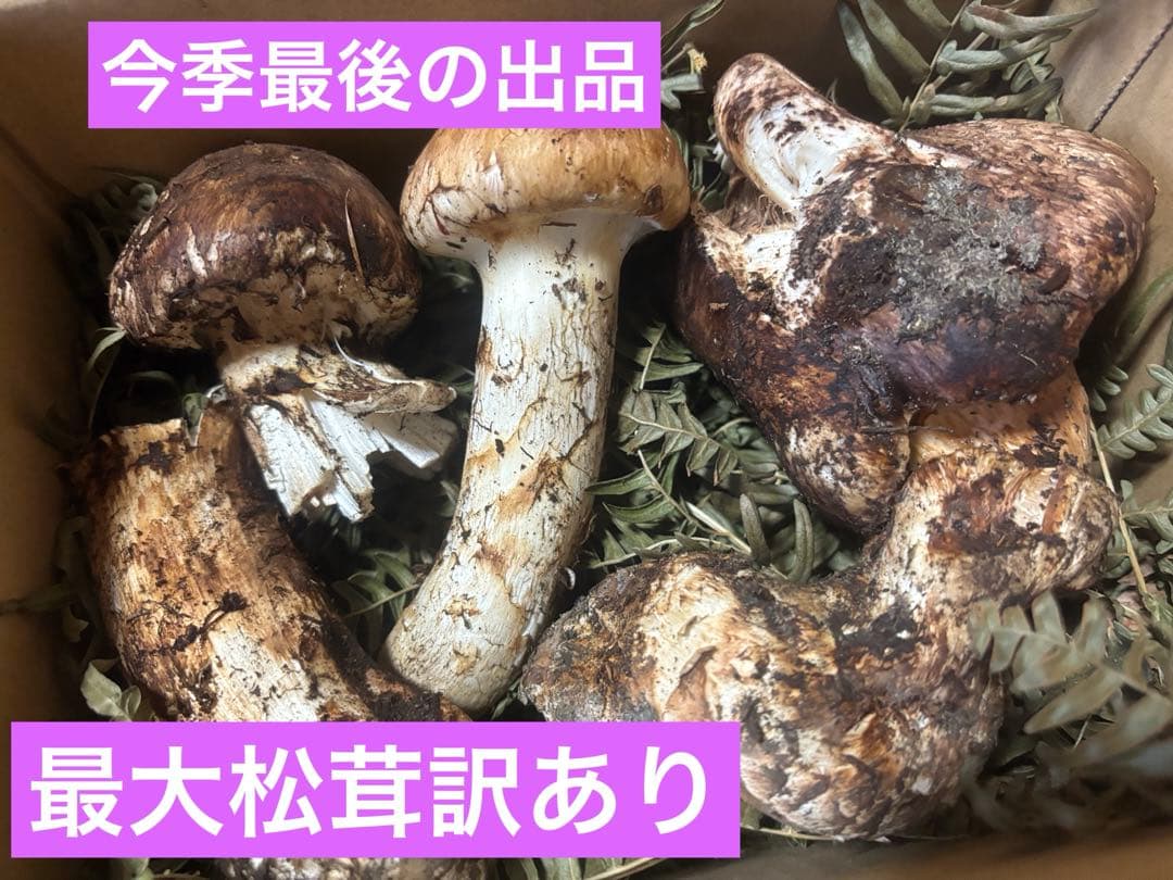 岩手県産松茸404g訳あり品