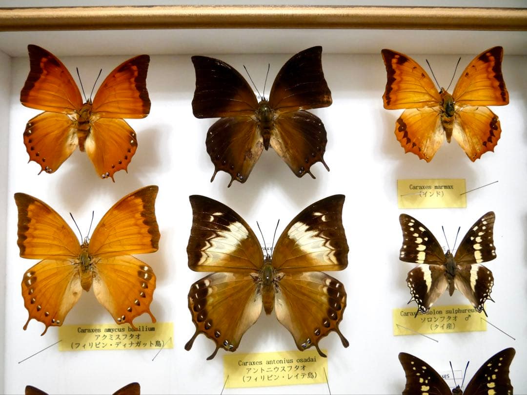 蝶標本 Caraxes フタオ 東南アジア①研究産地別コレクション 大型ドイツ箱