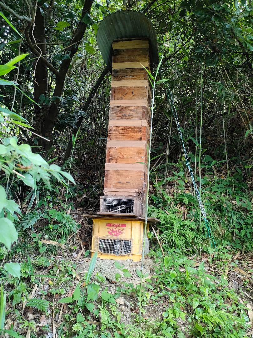 ぷぅ−、実容量600g×2瓶　日本ミツバチの蜂蜜
