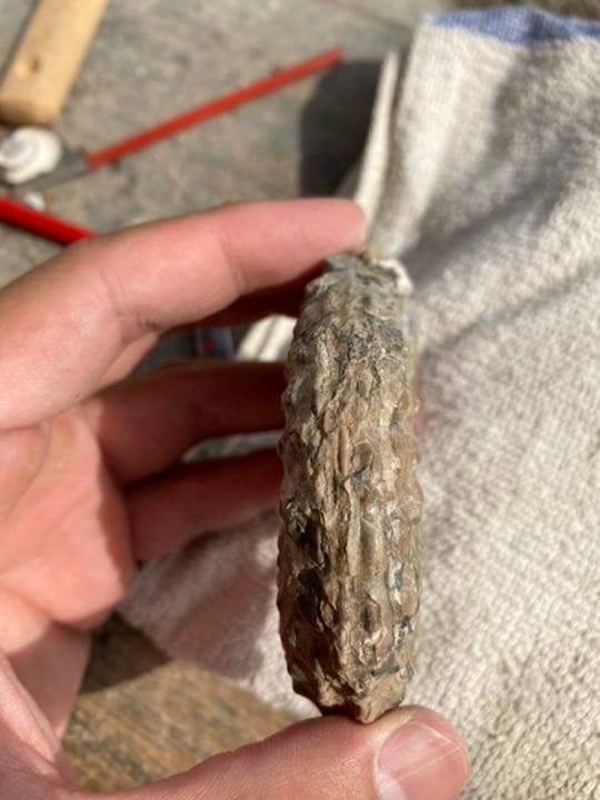 北海道　アンモナイト　テキサナイテスカワサキイ　化石　/ 恐竜　夏休み