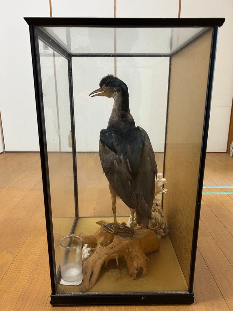 ゴイサギの剥製 ガラスケース入り