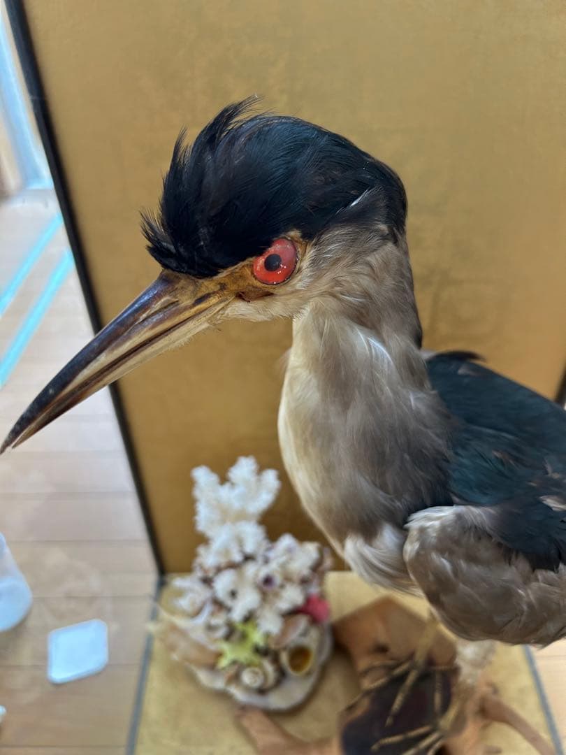 ゴイサギの剥製 ガラスケース入り