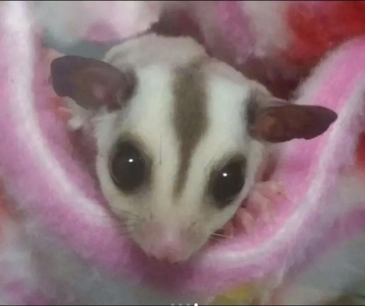 モモンガハウス（シカ柄）春（冬）秋仕様     特価❗️1350円