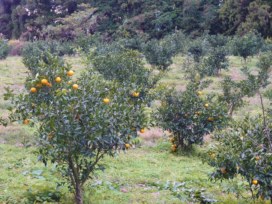ふれあい農園の柚子果汁　栽培期間農薬不使用　無添加　工場加工　720ml6本入り