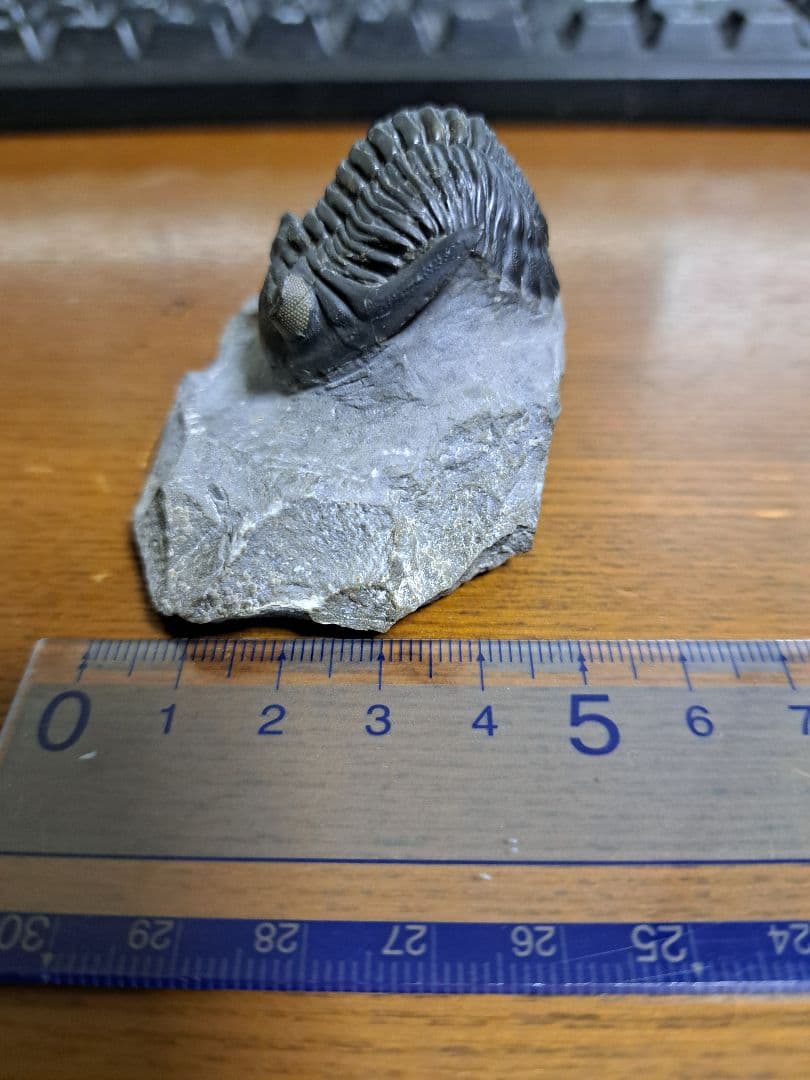 三葉虫 ホラドプス メソクリスタータ 化石