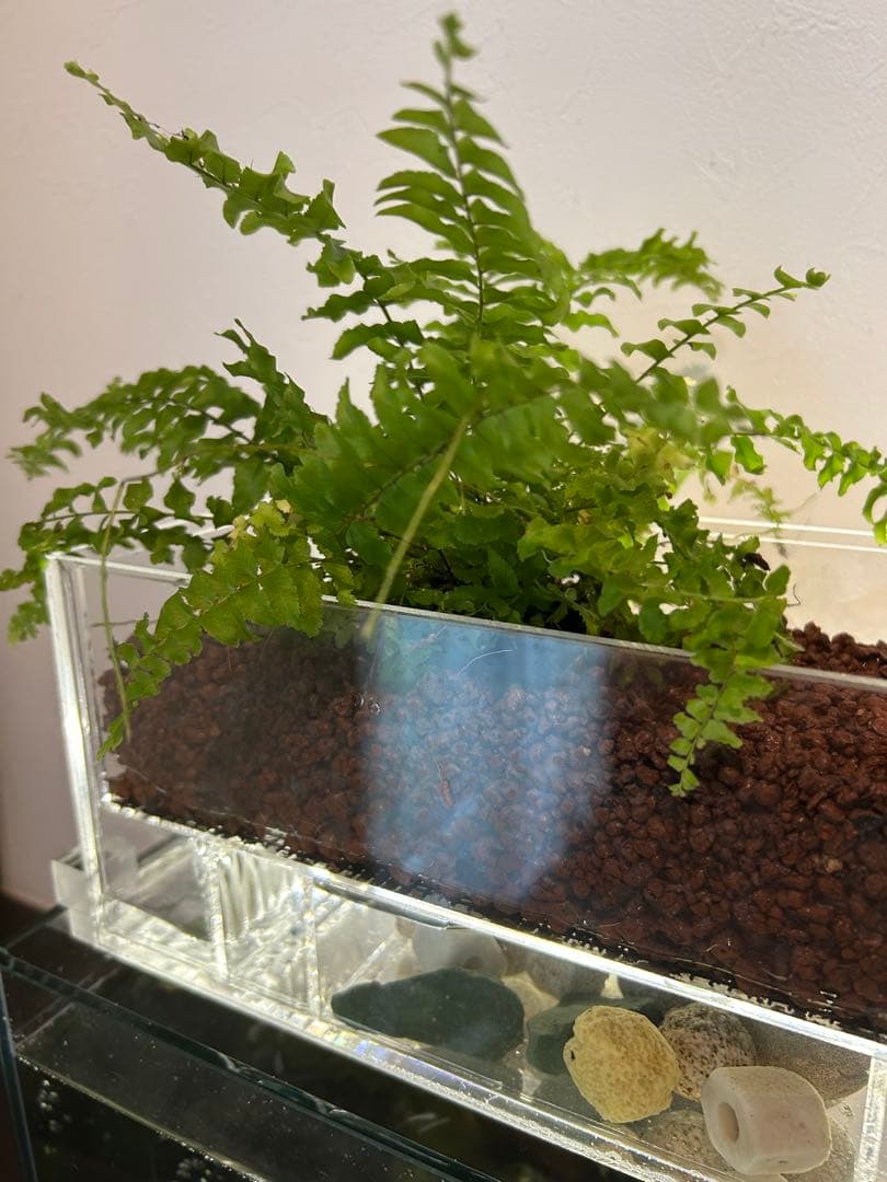 上部濾過式アクアポニックス水槽セット