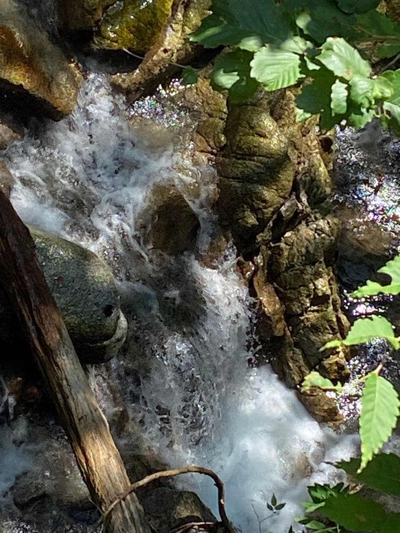 ハチミツ　日本蜜蜂の蜂蜜　奥山の奥のはちみつ　巣箱違い谷違いのハチミツ４種