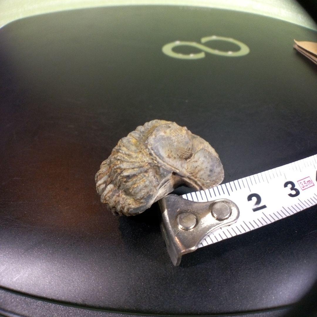 三葉虫　化石　fossil　ボリビア産　trilobite　ノジュール管理⑩