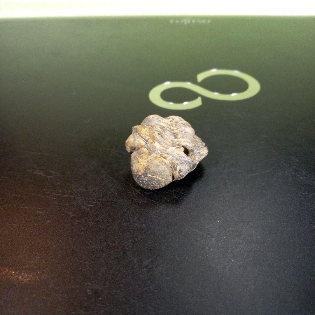 三葉虫　化石　fossil　ボリビア産　trilobite　ノジュール管理⑩