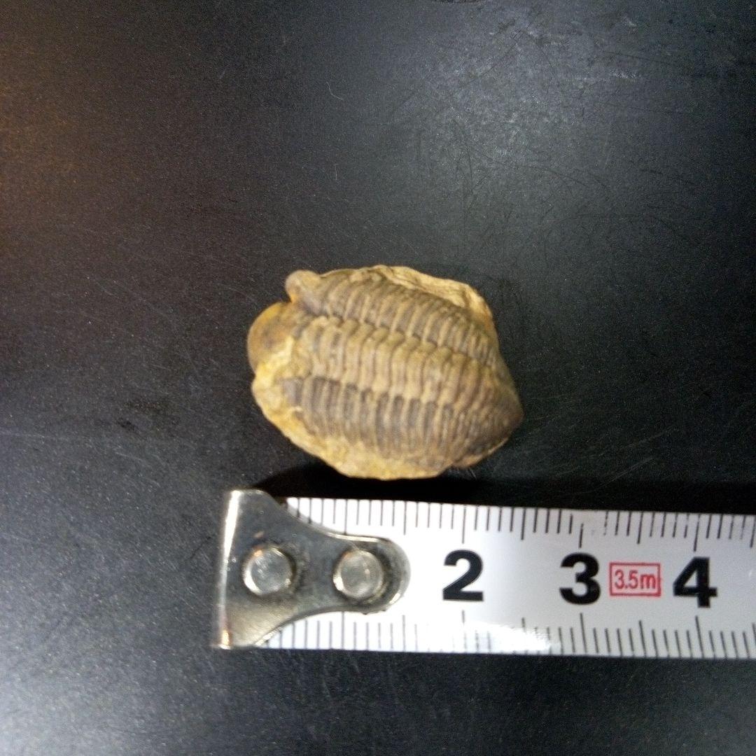三葉虫　化石　fossil　ボリビア産　トライロバイト　Fossil番号⑨