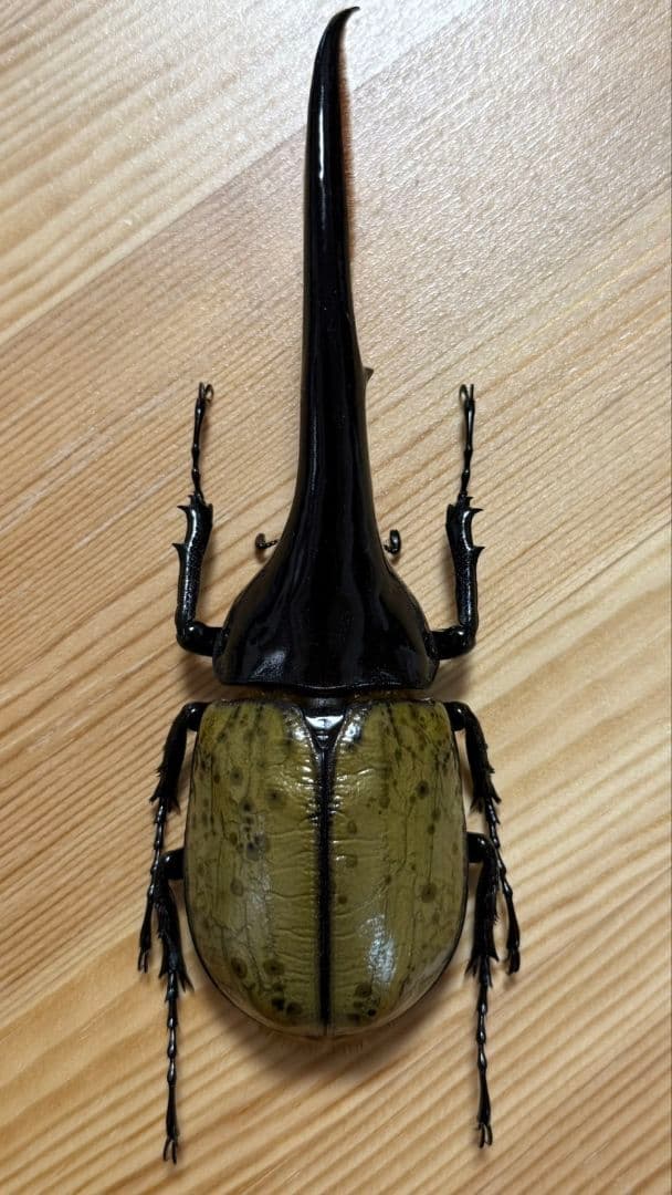 最終値下げ　ヘラクレスオオカブト160mmペア