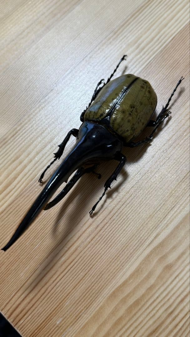 最終値下げ　ヘラクレスオオカブト160mmペア