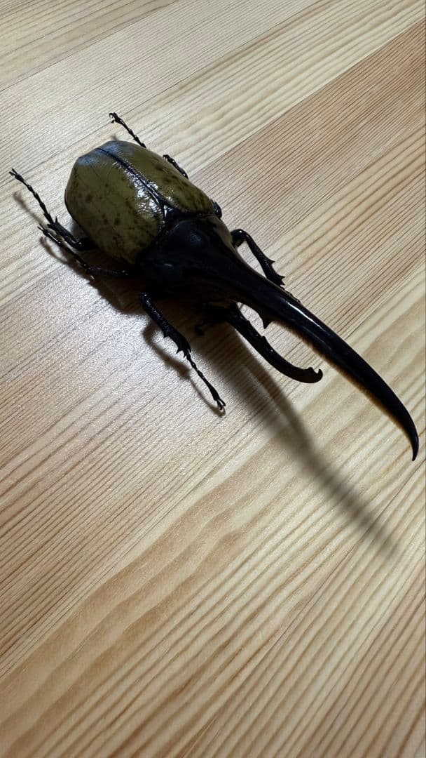 最終値下げ　ヘラクレスオオカブト160mmペア