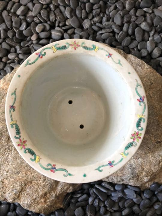 希少　南京絵鉢　南京鉢　岩松　イワヒバ　岩ヒバ　植木鉢　サボテン　アガベ