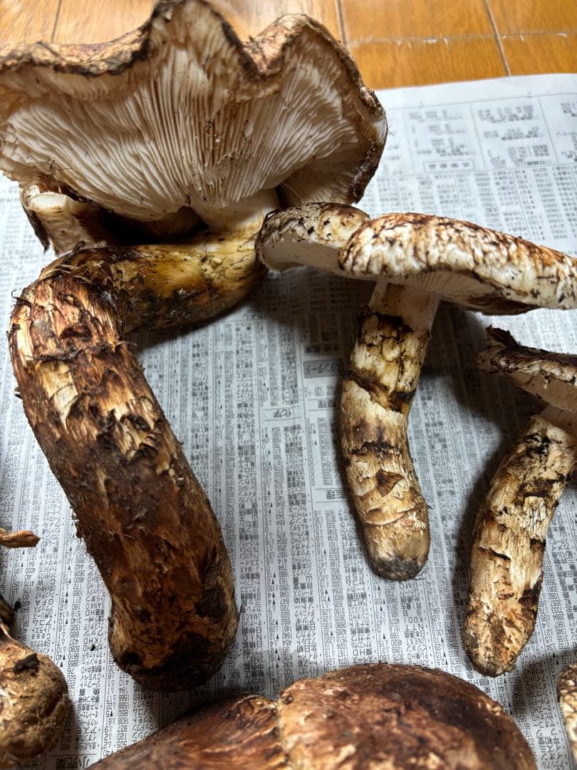岩手県産マツタケ766g ツボミ、ヒラキ