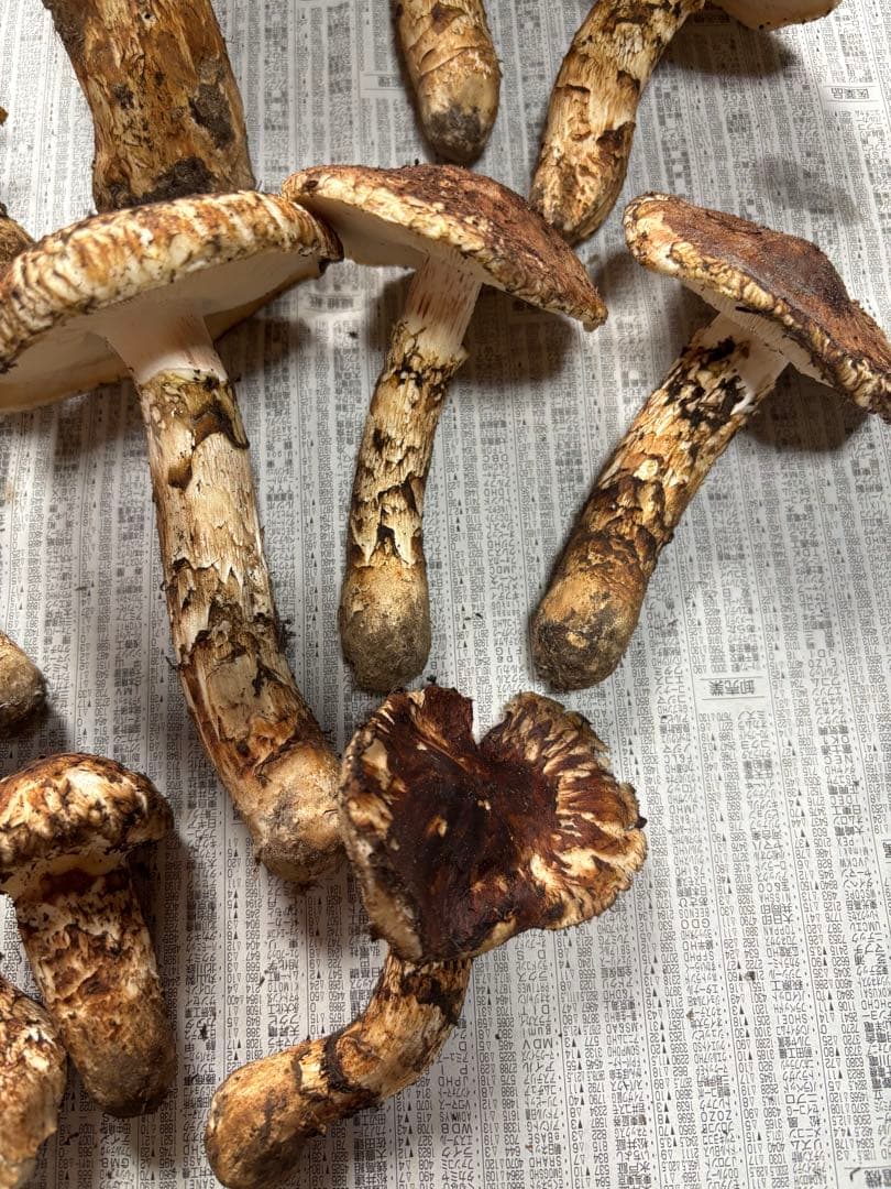 岩手県産マツタケ766g ツボミ、ヒラキ