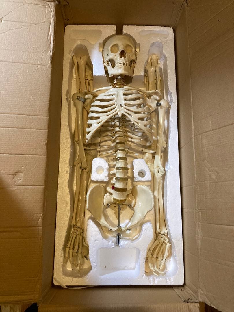 人体骨格模型 等身大