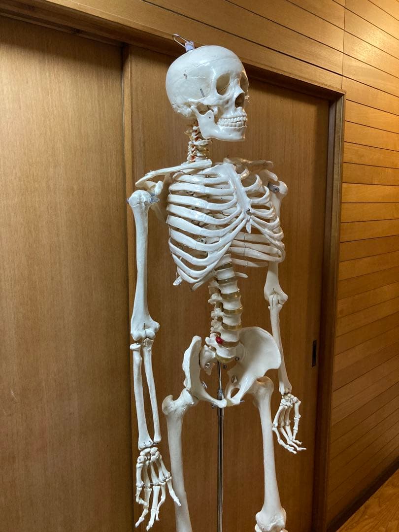 人体骨格模型 等身大