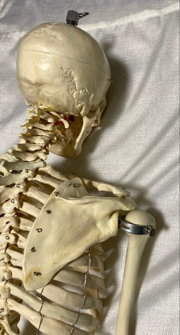 人体骨格模型 等身大