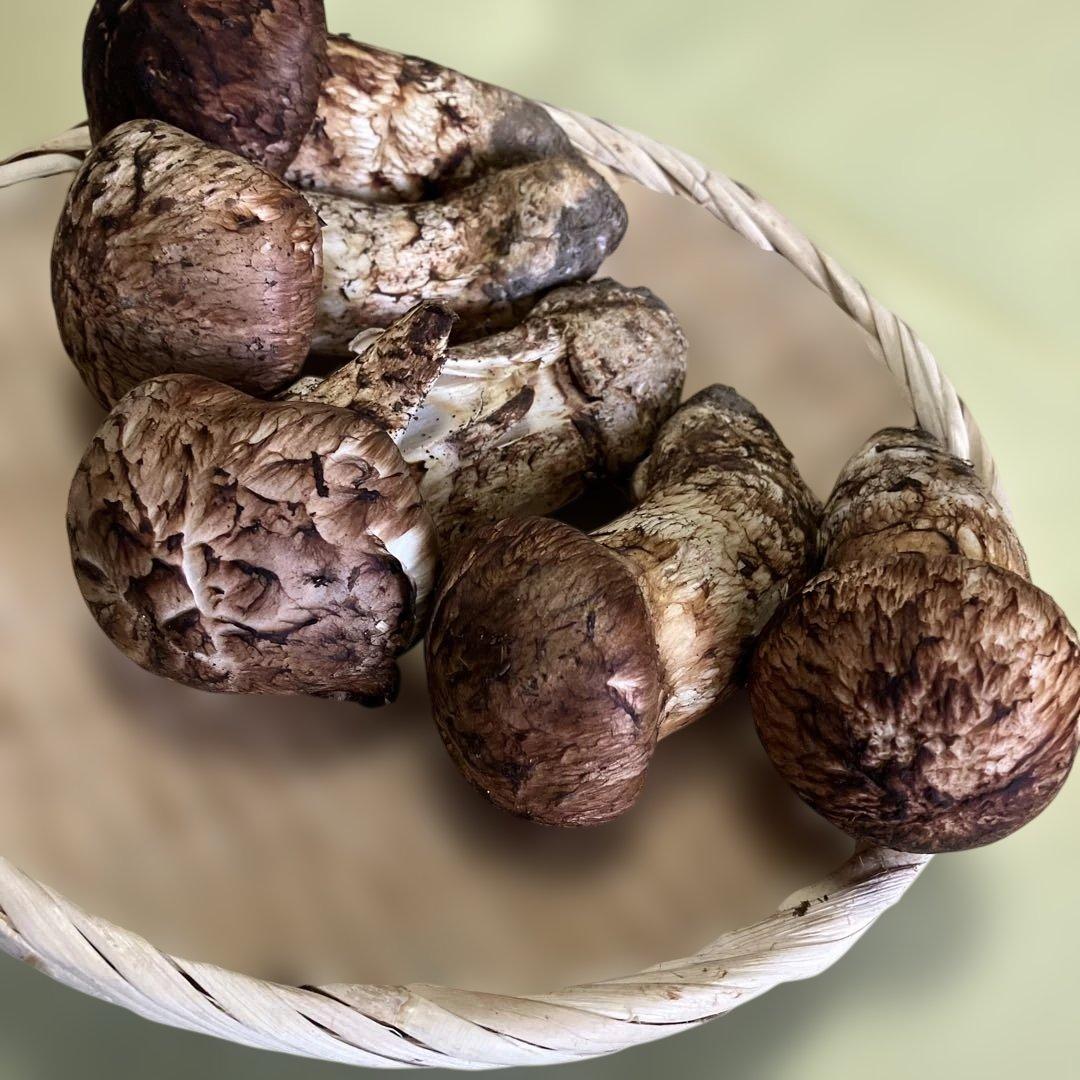 岩手県産松茸　472g