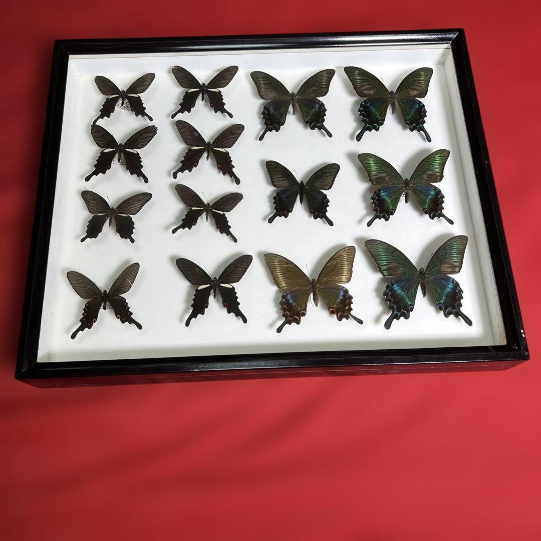 希少蝶標本ドイツガラス木箱現状品のみ41x50x6cm