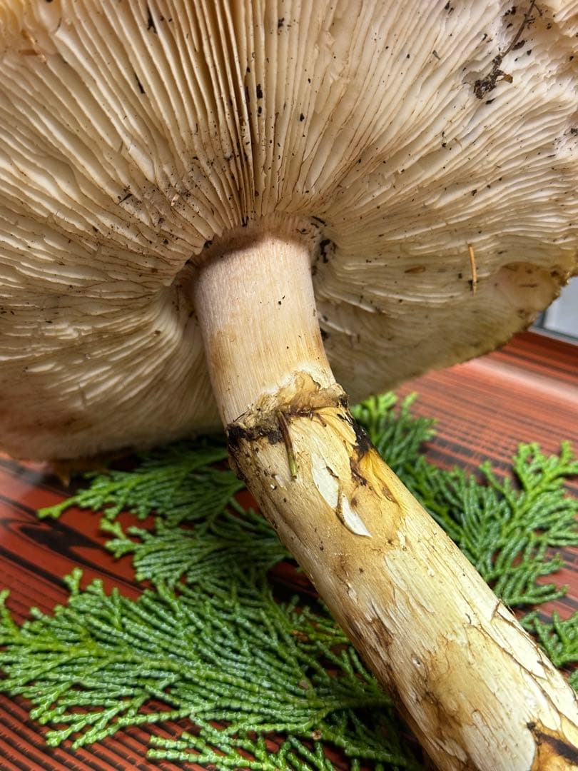 【南信州産】松茸　マツタケ　新鮮なキノコ 317g