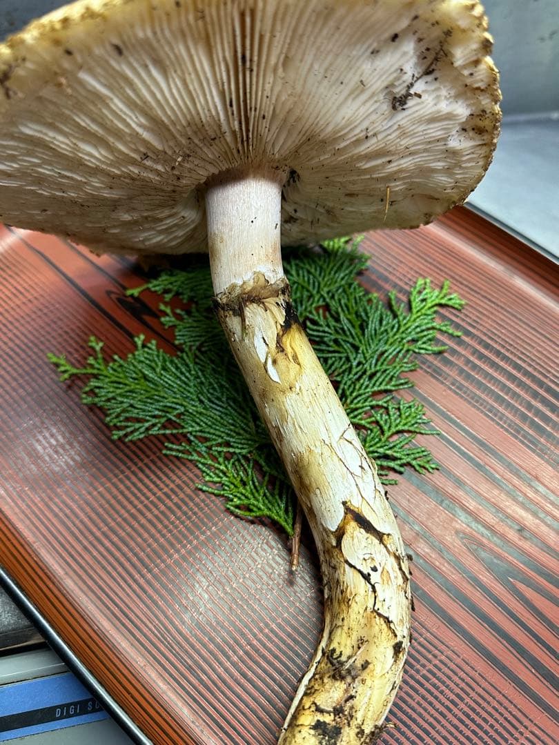 【南信州産】松茸　マツタケ　新鮮なキノコ 317g