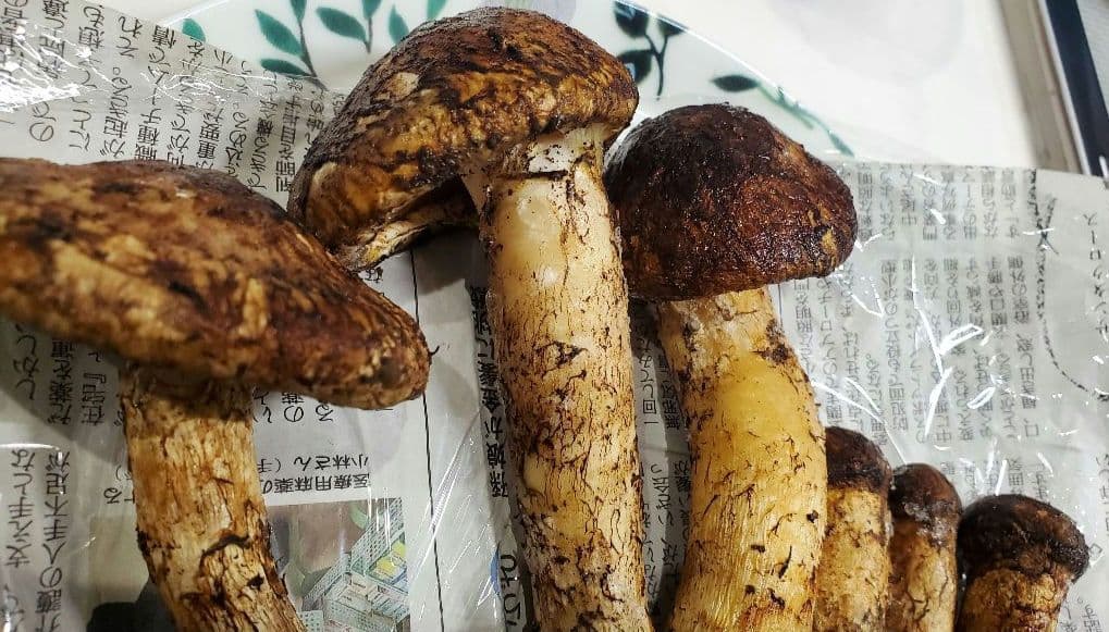 【令和7年度産 先週採れたて 岩手県山田町産 高級松茸】冷凍時280g 送料込★